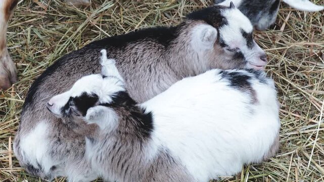 Farm animals resting on a stack of dry hay, ideal for rural or countryside-themed projects