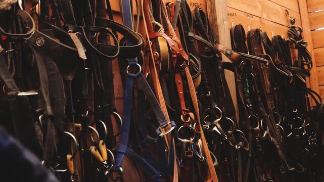 Collection of horse bridles and reins displayed on a wall, great for equestrian-themed illustrations or designs