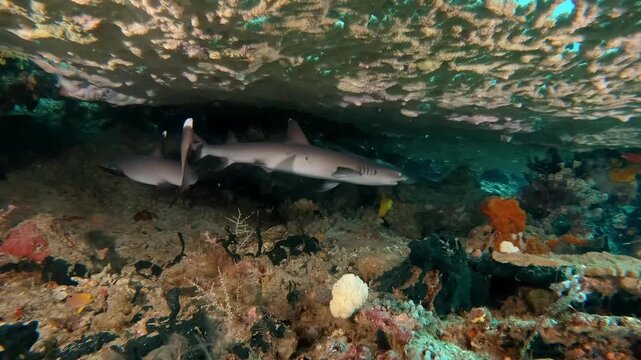 Four baby white tip reef sharks sheltering under a large hard coral