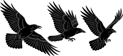 Black crow silhouette vector set with flying birds in different wing positions detailed raven wildlife illustration collection design © Honey Qween!