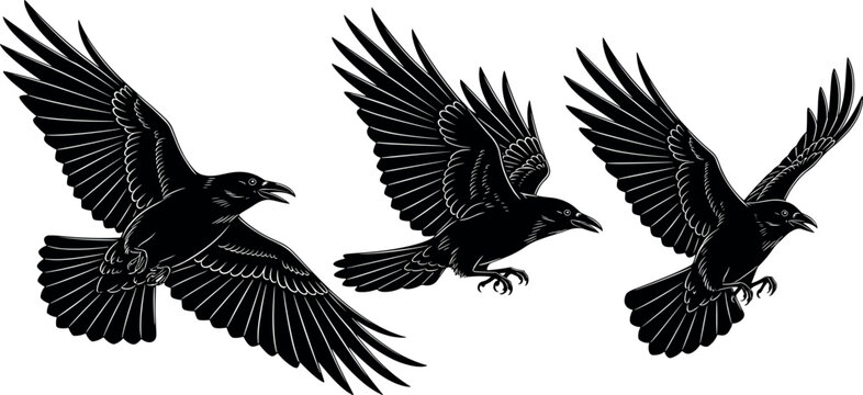 Black crow silhouette vector set with flying birds in different wing positions detailed raven wildlife illustration collection design