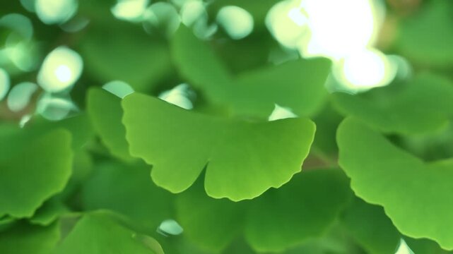 Green leaves of the ginkgo biloba.