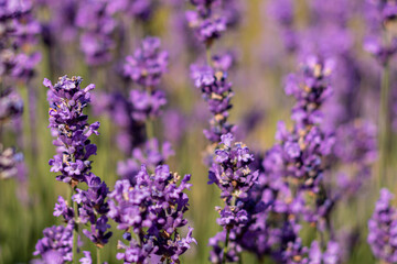 Fototapeta premium Lavender flowers background with soft focus, purple floral pattern