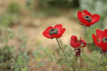 Obraz premium Wild red Anemone coronaria flowers blooming in spring nature. A stunning close-up of vibrant red Anemone flowers (Windflower) in a natural meadow. The images feature a soft blurred green background, h