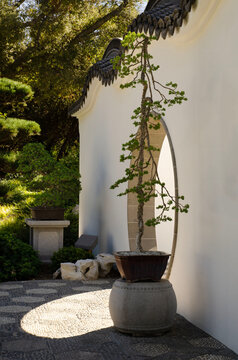Elegant bonsai tree in traditional Japanese garden with white wall, curved roof and peaceful zen atmosphere