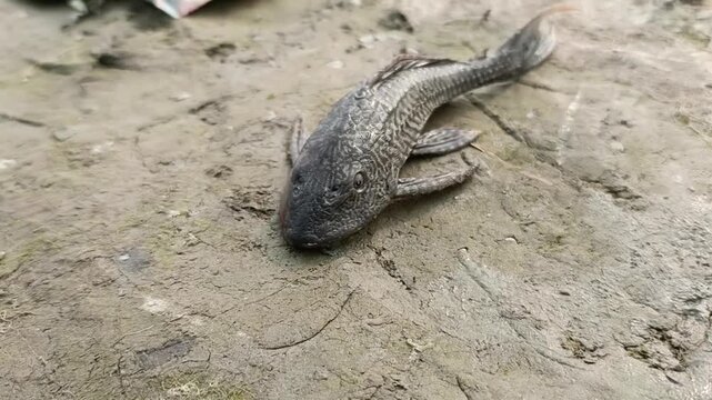 A fish on site river