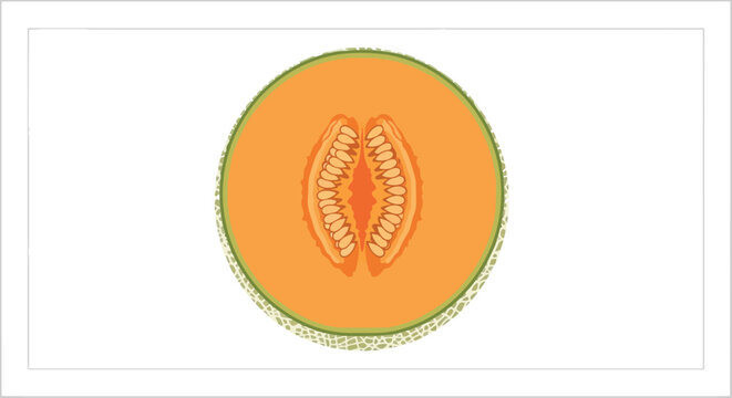 Stylized illustration of a vibrant cantaloupe half, showcasing its bright orange pulp and intricate seed pattern against a clean white backdrop