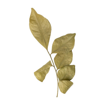 Beautiful dry murraya leaves branch isolated on transparent background