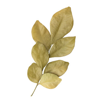 Beautiful dry murraya leaves branch isolated on transparent background