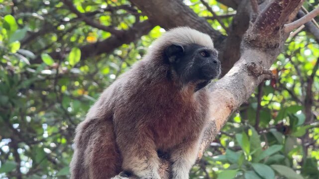 Cotton-top Tamarin Monkey (Saguinus oedipus) Sitting in a Tree in Colombia