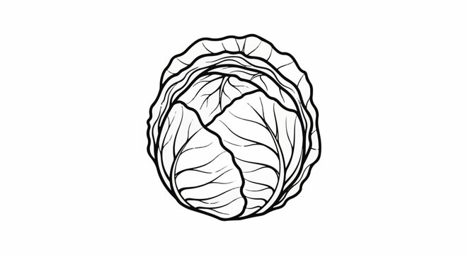 A black and white line drawing of a round, layered cabbage viewed from above