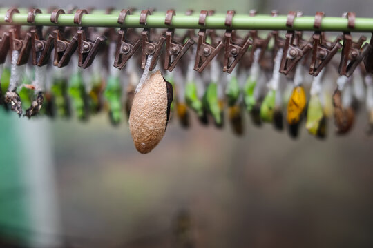 Large silk cocoon of an Atlas moth Attacus atlas on a hanger