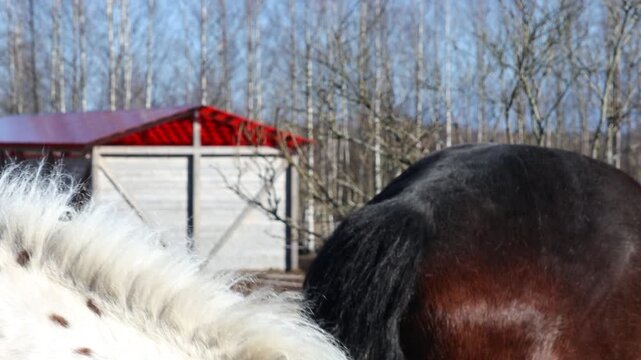 A domesticated horse with a distinctive coat pattern and a decorative green bridle