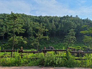 Fototapeta premium It is a dense forest with a wooden fence.