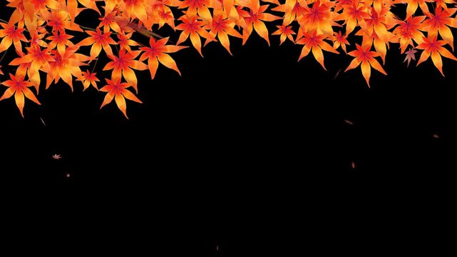 紅葉の枝付き、水彩で描いた紅葉の葉が舞うループアニメーション素材。アルファチャンネル付き。透過素材。