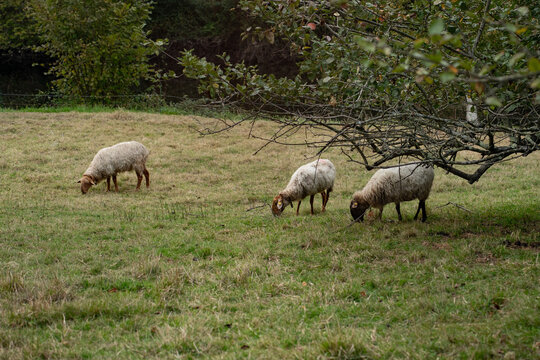 Flock of sheep grazing in a green mountain meadow in Asturias, Spain
