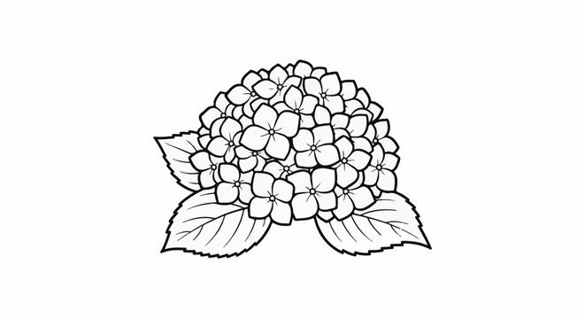 Delicate line art of a dense cluster of hydrangea flowers with leaves