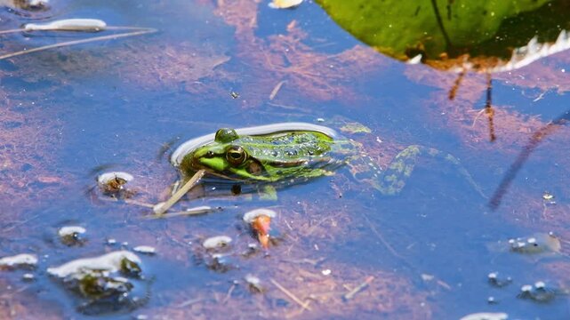 Edible frog (Pelophylax esculentus) submerged in the water in a pond