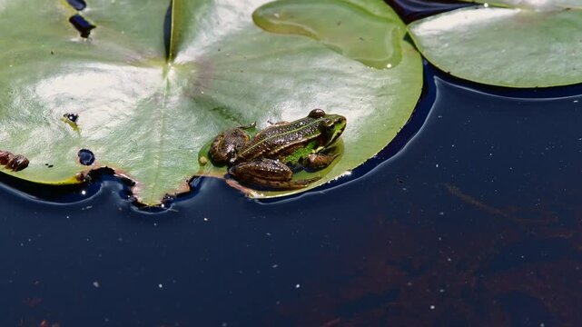 Edible frog (Pelophylax esculentus) standing on floating leaves of an aquatic plant in a pond