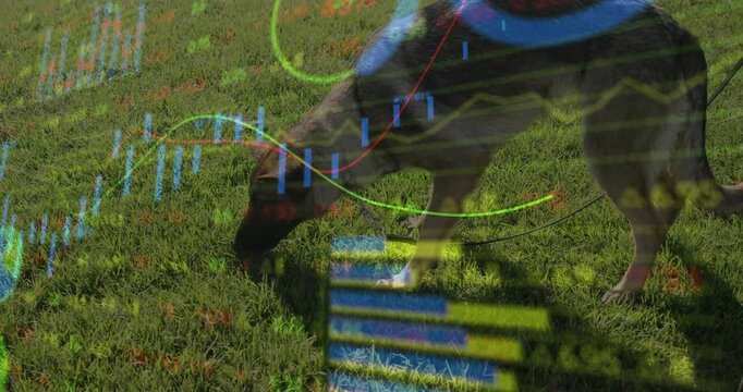 Shepherd dog sniffing and nudging blue-green ball after spotting it, investigating as charts shift