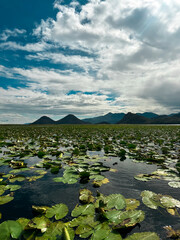 Lilie wodne na rzece Crnojevića, Jezioro Szkoderskie, Czarnogóra © Radek