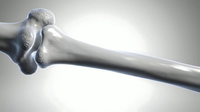 Human skeleton arm bone joint.