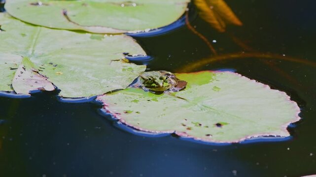 Edible frog (Pelophylax esculentus) standing on floating leaves of an aquatic plant in a pond
