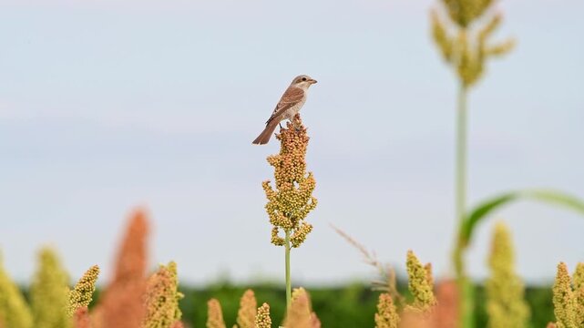 Red-backed Shrike perched in a Sorghum Ear in a cultivated field