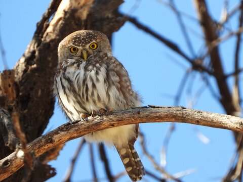 Owlet perched on a branch