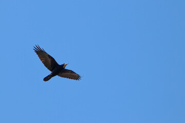 Fototapeta premium Rook (Corvus frugilegus) Flying in a Clear Blue Sky