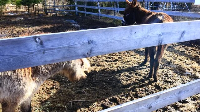 Two donkeys standing in a fenced-in area, suitable for farm or country scene use