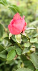Fototapeta premium Close-up of a red rose growing in a garden