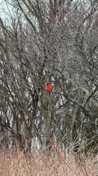 Un Cardinal rouge sur une branche en hiver, Qu&eacute;bec, Canada	