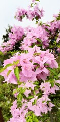 Obraz premium Close-up of light pink bougainvillea flowers 