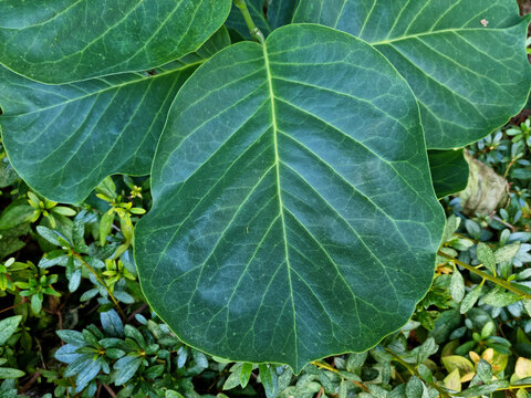 
The leaves of the fiddle leaf