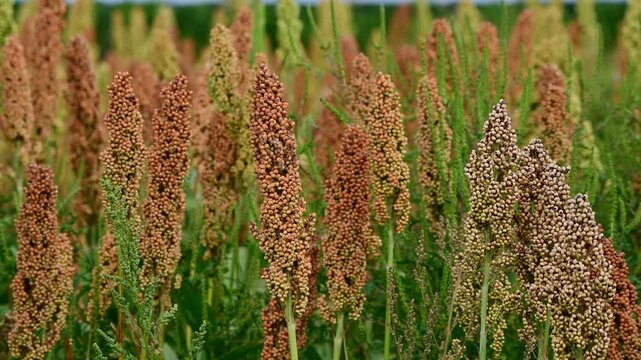 Close up view of Sorghum cultivation. Austria, Europe