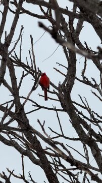 Un Cardinal rouge sur une branche en hiver, Qu&eacute;bec, Canada	