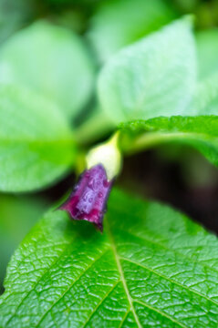 Macro view of a purple scopolia carniolica flower bud with water drops on green leaves. Rare medicinal plant blooming in a spring forest. Caucasus region.