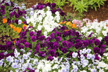 Fototapeta premium Beautiful pansy flowers in the garden