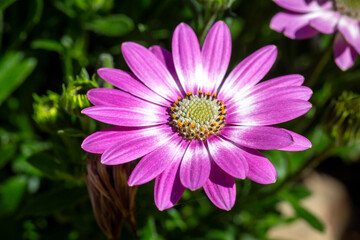 Obraz premium Vibrant Purple and Pink Osteospermum African Daisy Flowers in Bright Spring Sunlight