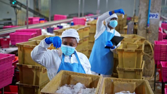 Both of quality control officer inspecting raw fish materials in a seafood processing factory before entering the production line