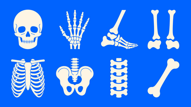 Illustration of human skeleton parts on blue background