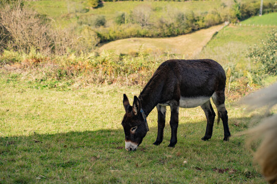 Dark brown donkey walking on a lush green mountain pasture in Asturias, Spain