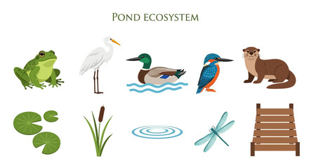 Pond ecosystem with various animals plants. © Faisal
