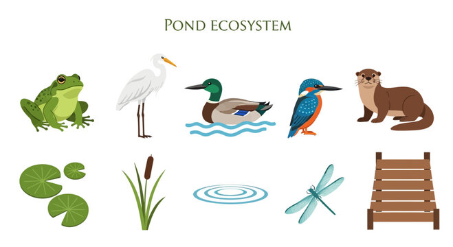 Pond ecosystem with various animals plants.