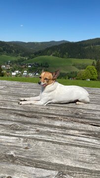 "Happy dog lying in the sun on a hill