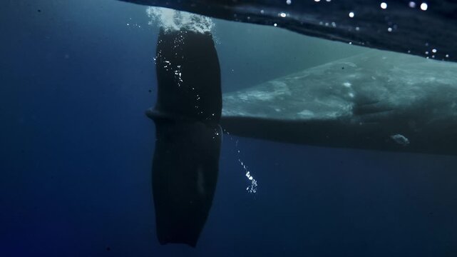 Underwater view of Sperm Whale giant tail waving to camera. Wildlife marine mammal animals. Closeup of sperm whale body part and spotted skin. Giant aquatic animals in deep blue water of Indian Ocean