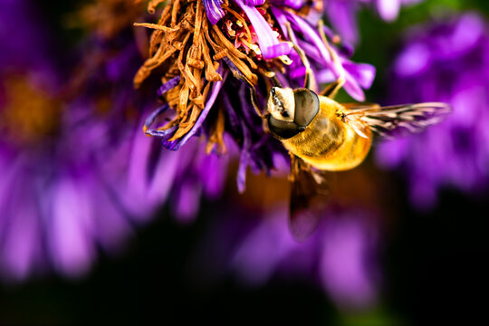 Ecological Close-up of Drone Fly (Eristalis tenax) Visiting Flowers