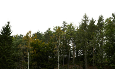 bottom border of tree line in dark green forest landscape isolated on white or transparent png