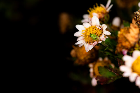  Ecological Close-up of Southern Green Stink Bug (Nezara viridula) on Chrysanthemum
